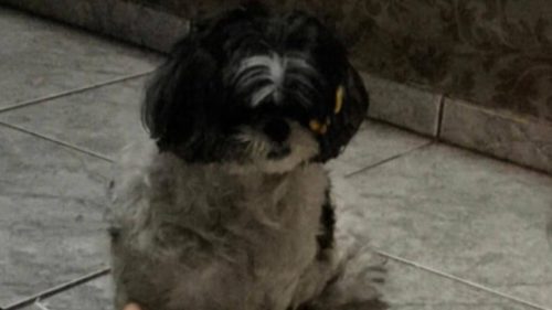 Imagem referente a Cachorra Keity desapareceu no bairro Jardim Veneza