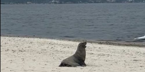 Imagem referente a Lobo-marinho é avistado em Maricá, no Rio de Janeiro