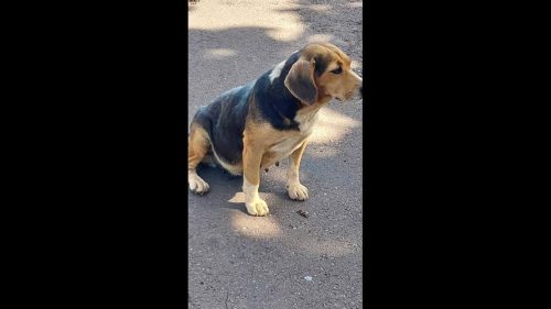 Imagem referente a Cachorra é encontrada no bairro Universitário