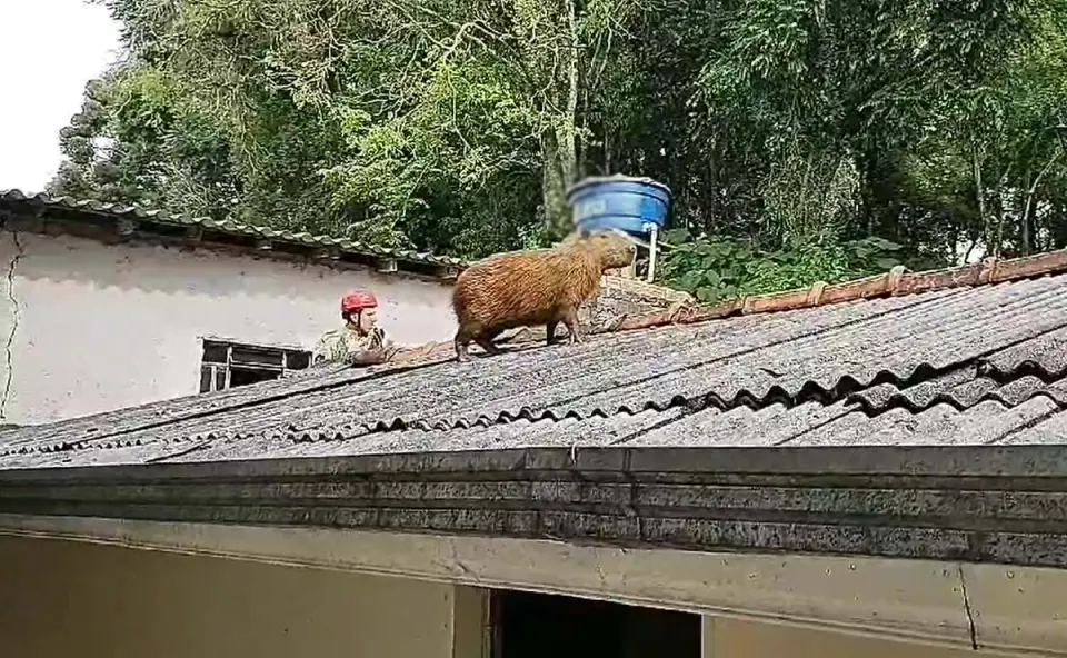 Bombeiros são chamados para resgatar capivara que subiu em telhado de residência