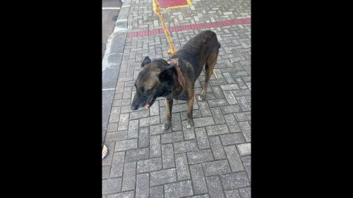 Imagem referente a Cachorro é encontrado no bairro Centro