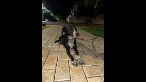 Imagem referente a Cachorro é encontrado no bairro São Cristóvão