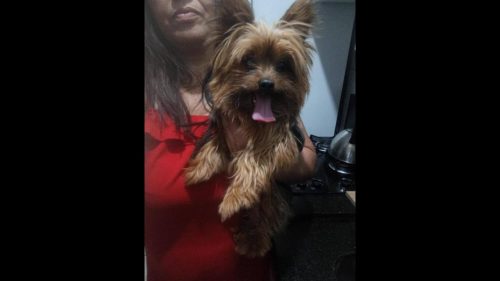 Imagem referente a Cachorro é encontrado no bairro Parque Verde