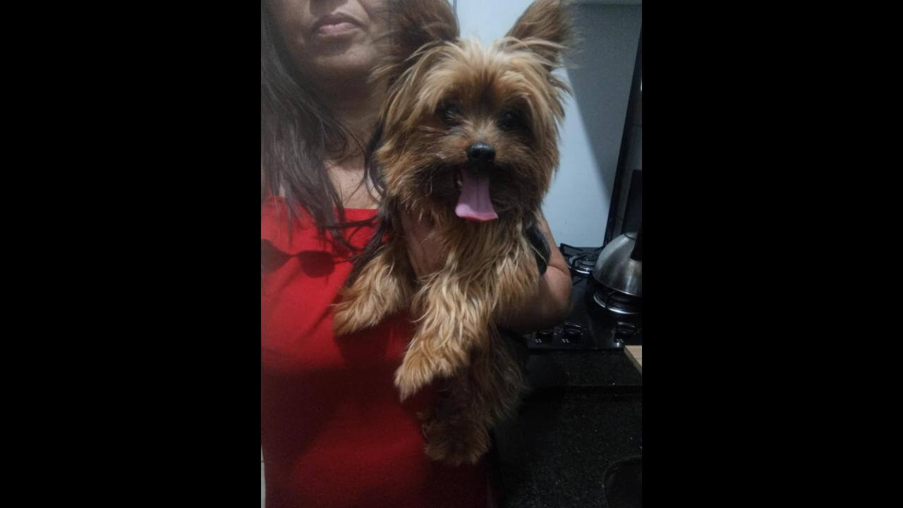 Cachorro é encontrado no bairro Parque Verde