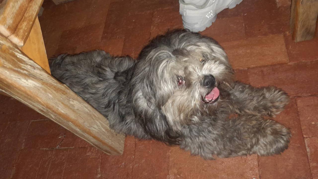 Cachorra é encontrada no bairro Esmeralda