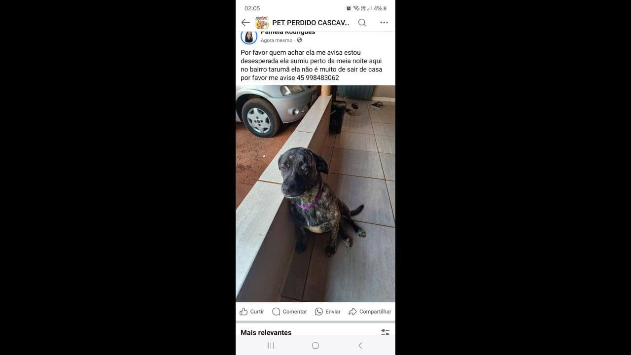 Cachorra Saray desapareceu no bairro Tarumã