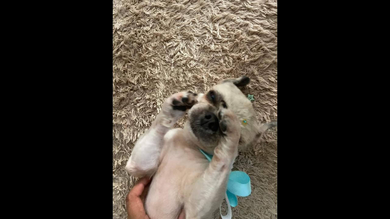 Cachorra Liza desapareceu no bairro Nova Cidade