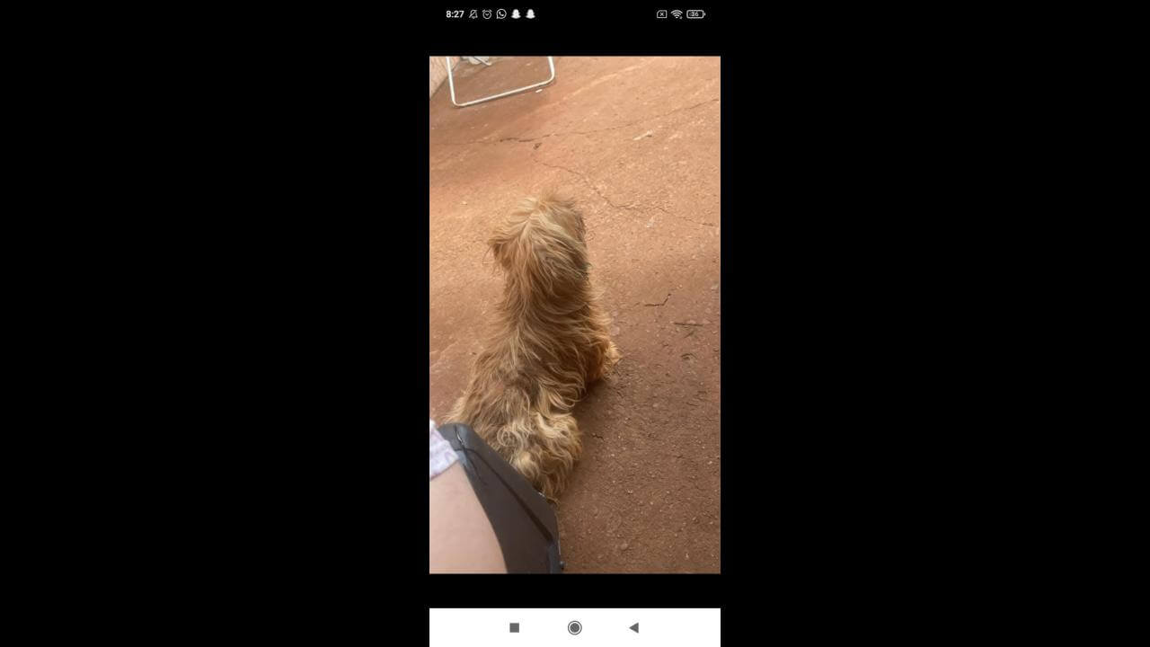 Cachorra Aila desapareceu no bairro Cascavel Velho