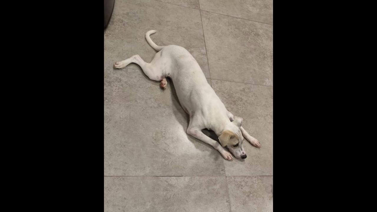 Cachorra Luna desapareceu no bairro Maria Luiza