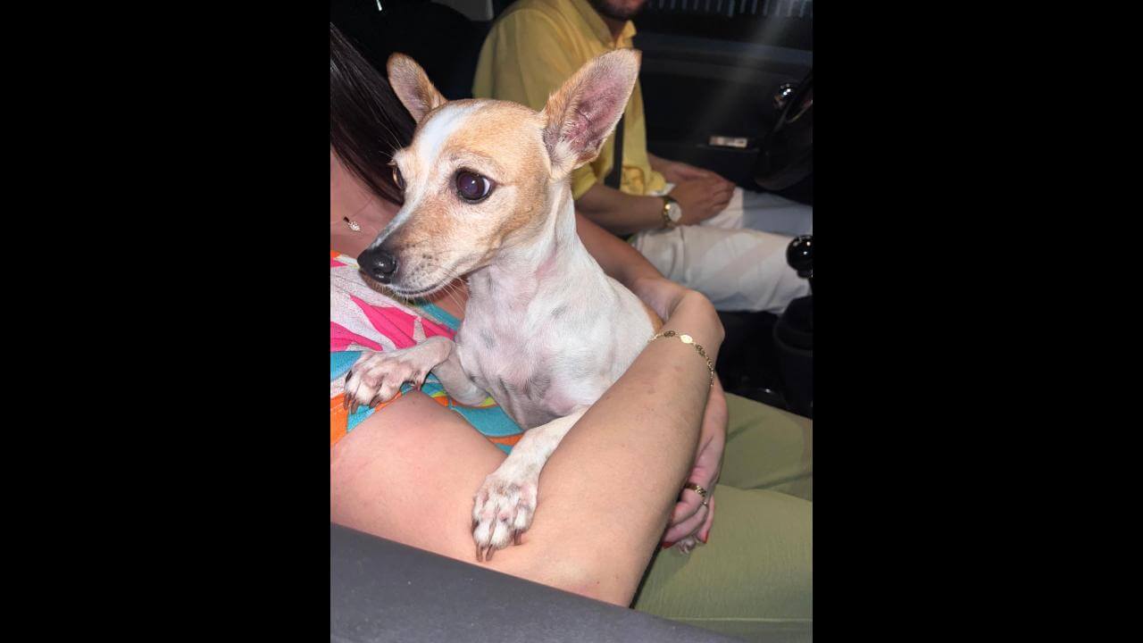 Cachorro é encontrado no bairro Santa Cruz