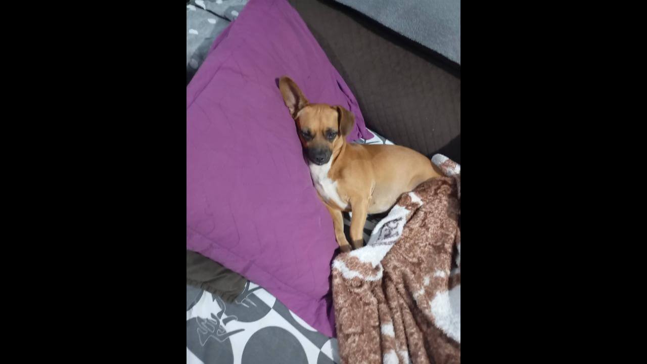 Cachorra Mel desapareceu no bairro Brasmadeira
