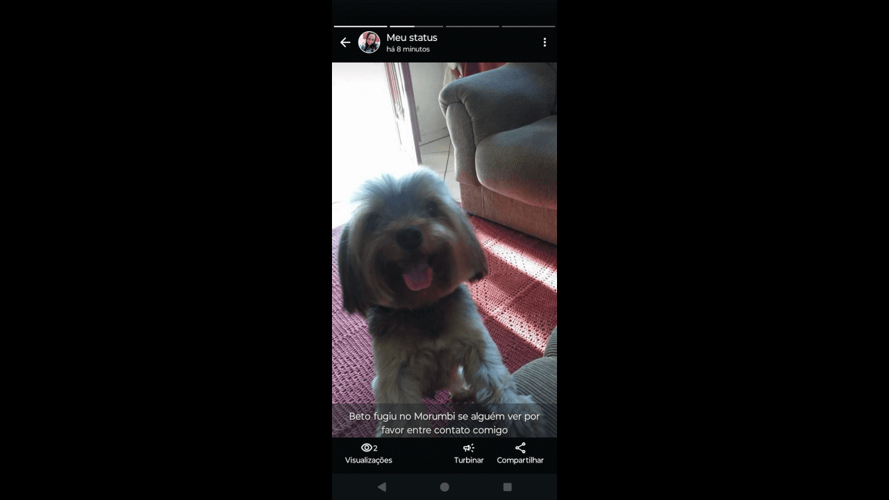Cachorro Beto desapareceu no bairro Morumbi