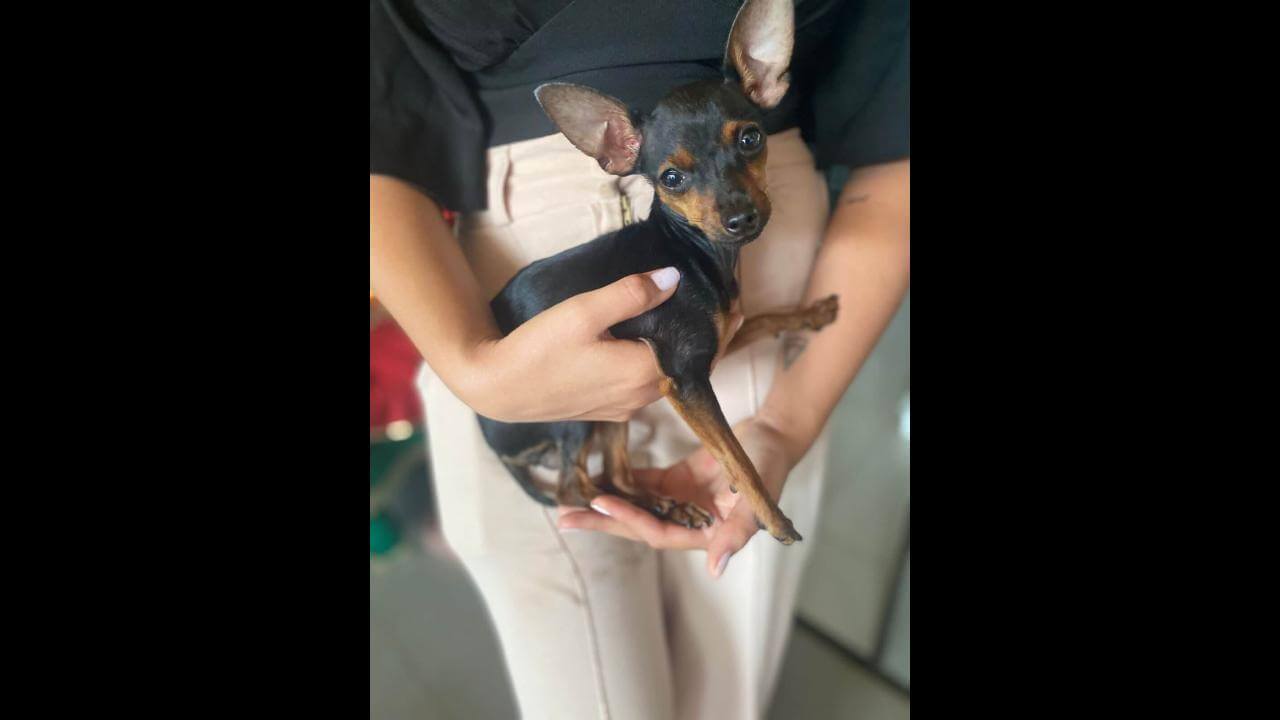 Cachorra é encontrada no bairro Cancelli