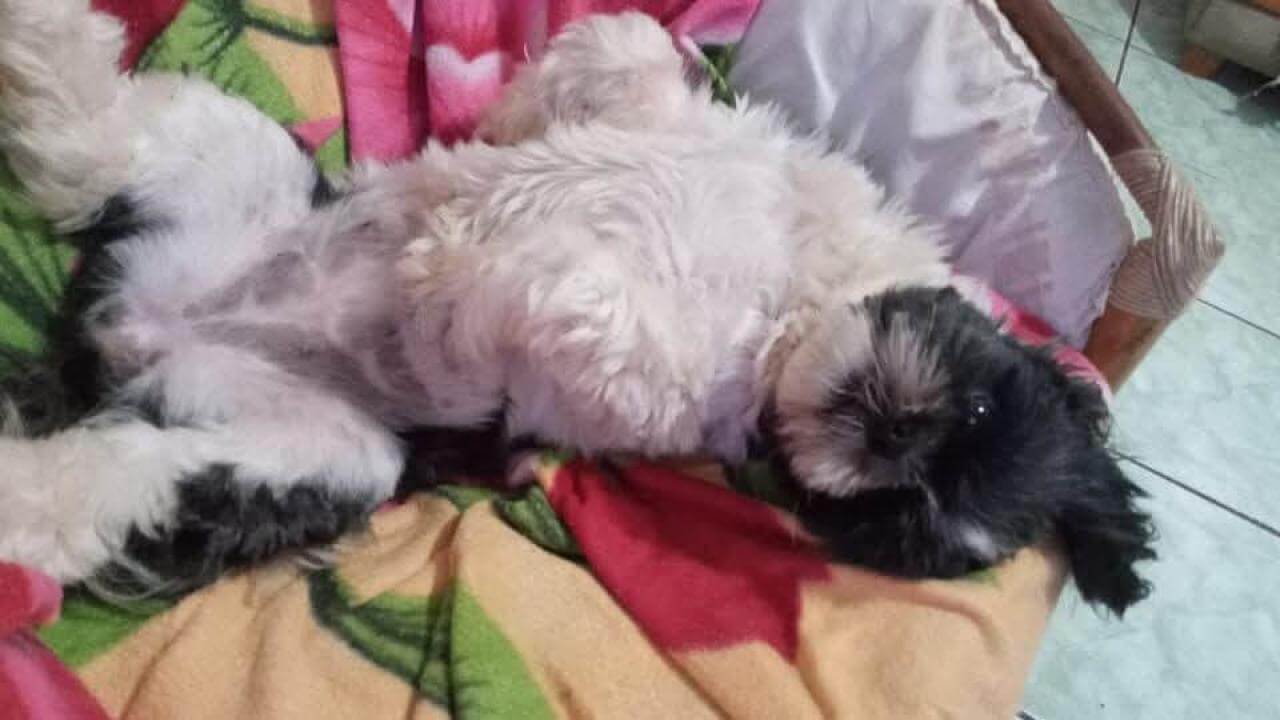 Cachorra Nina desapareceu no bairro Brasmadeira