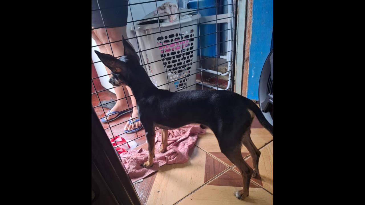 Cachorro é encontrado no bairro Santa Cruz