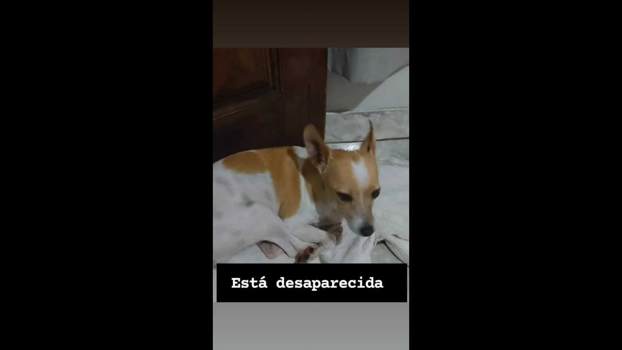 Cachorra Belinha desapareceu no bairro Santa Cruz