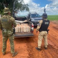 Imagem referente a Com apoio de policiais de Cascavel, mais de 400 quilos de maconha são apreendidos em Mamborê