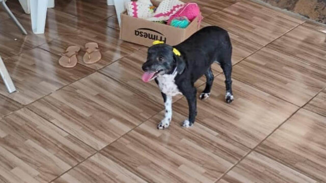 Cachorra Neguinha desapareceu no bairro Presidente