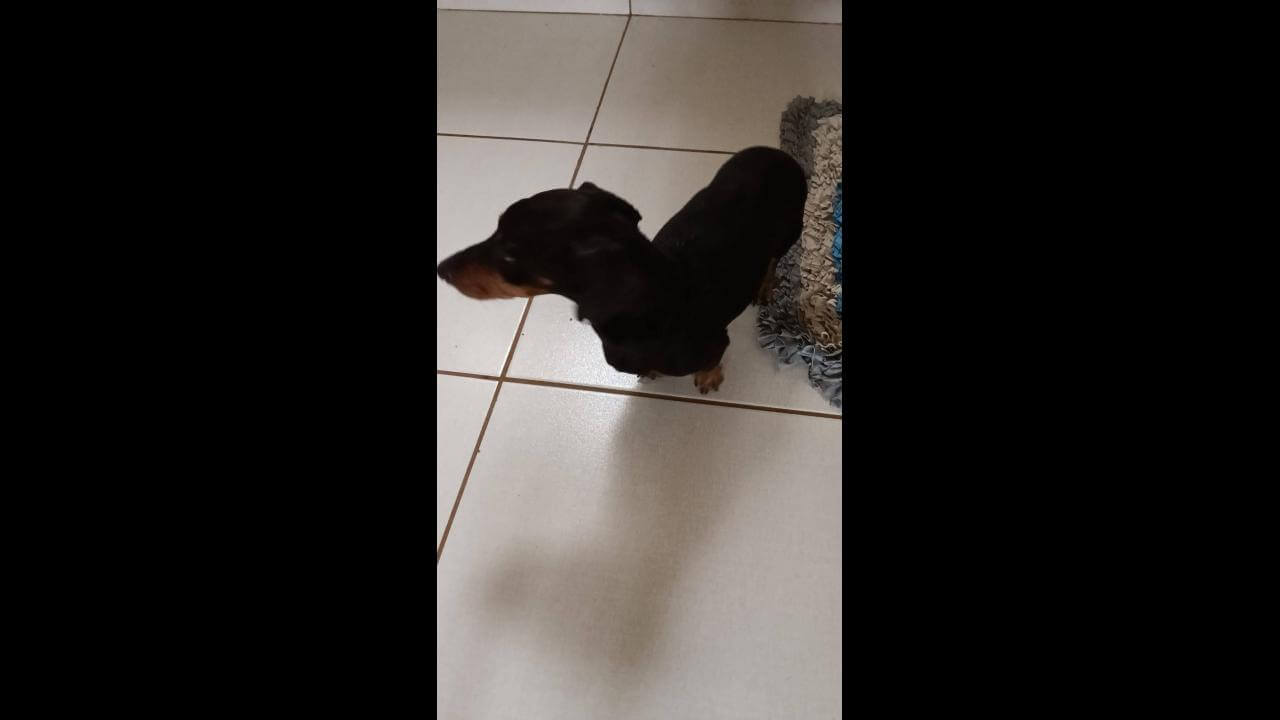 Cachorro é encontrado no bairro Brasmadeira