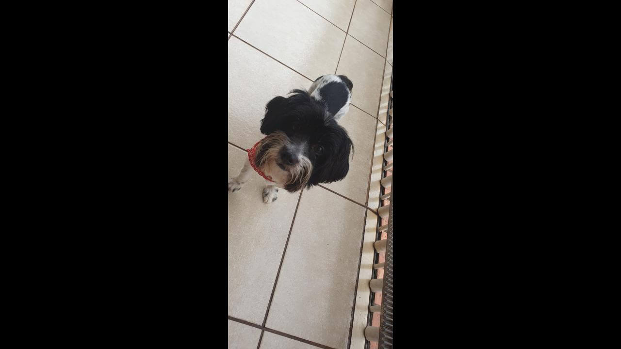 Cachorra é encontrada no bairro Coqueiral
