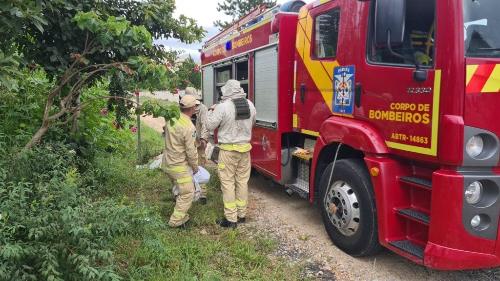 Criança e cães são atacados por abelhas; um animal morreu