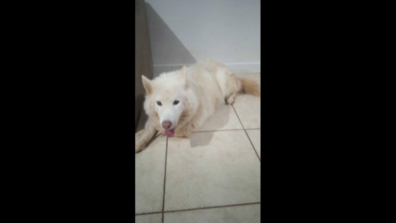 Cachorro é encontrado no bairro Coqueiral