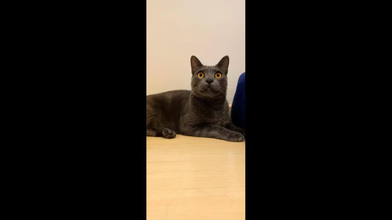 Gato Zeca desapareceu no bairro Turisparque