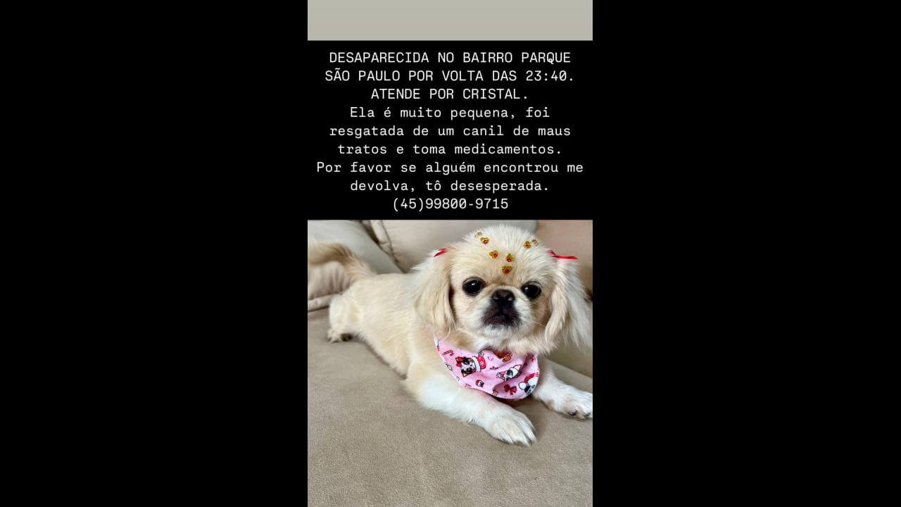 Cachorra Cristal desapareceu no bairro Parque São Paulo
