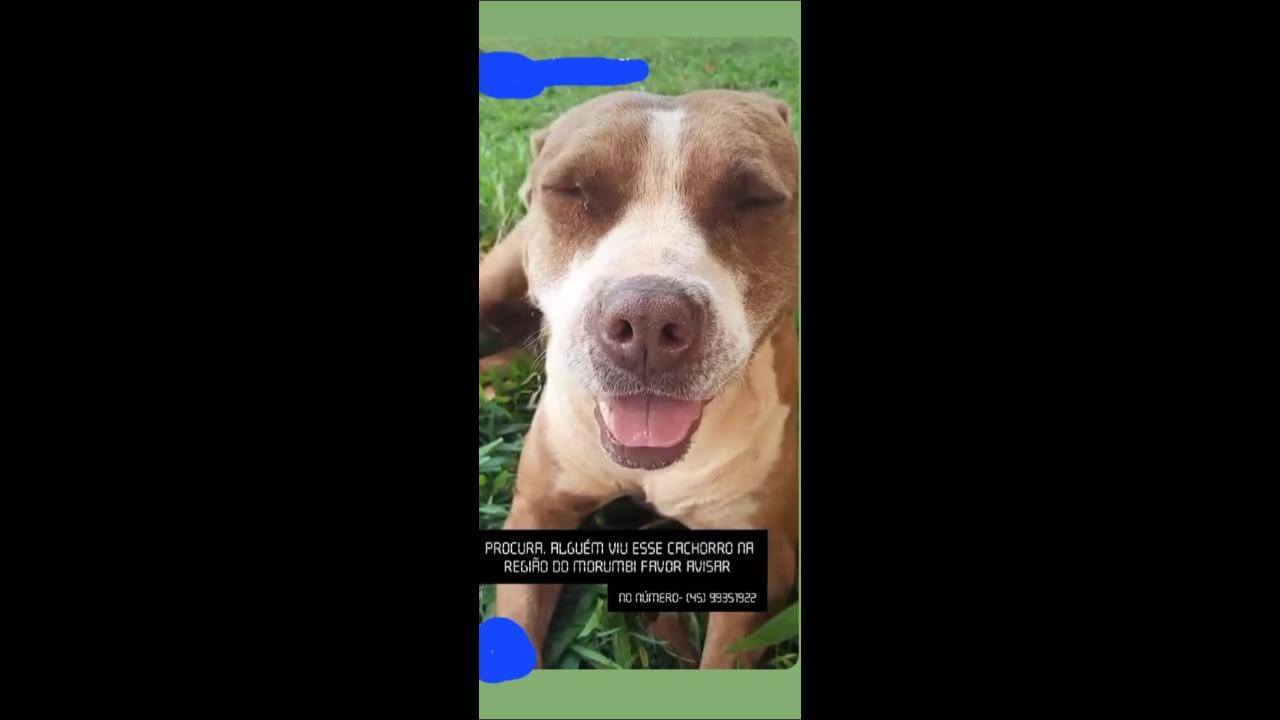 Cachorra Luna desapareceu no bairro Morumbi