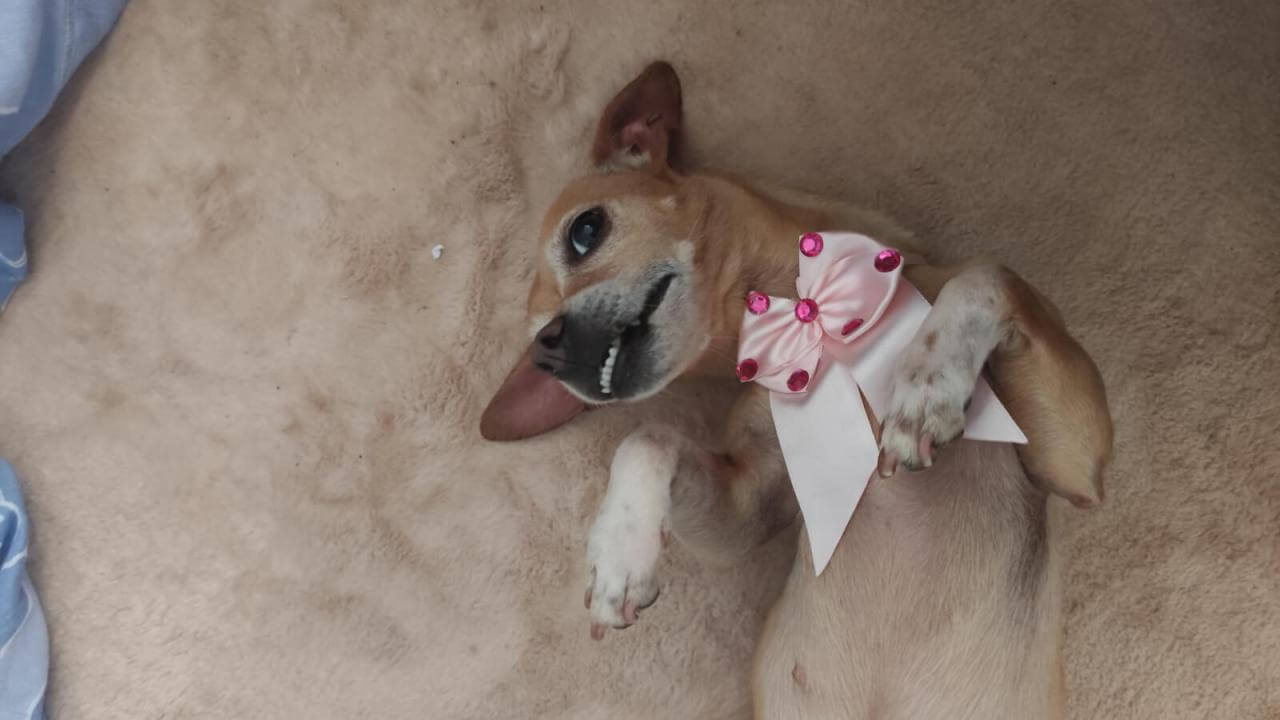 Cachorra é encontrada no bairro Coqueiral