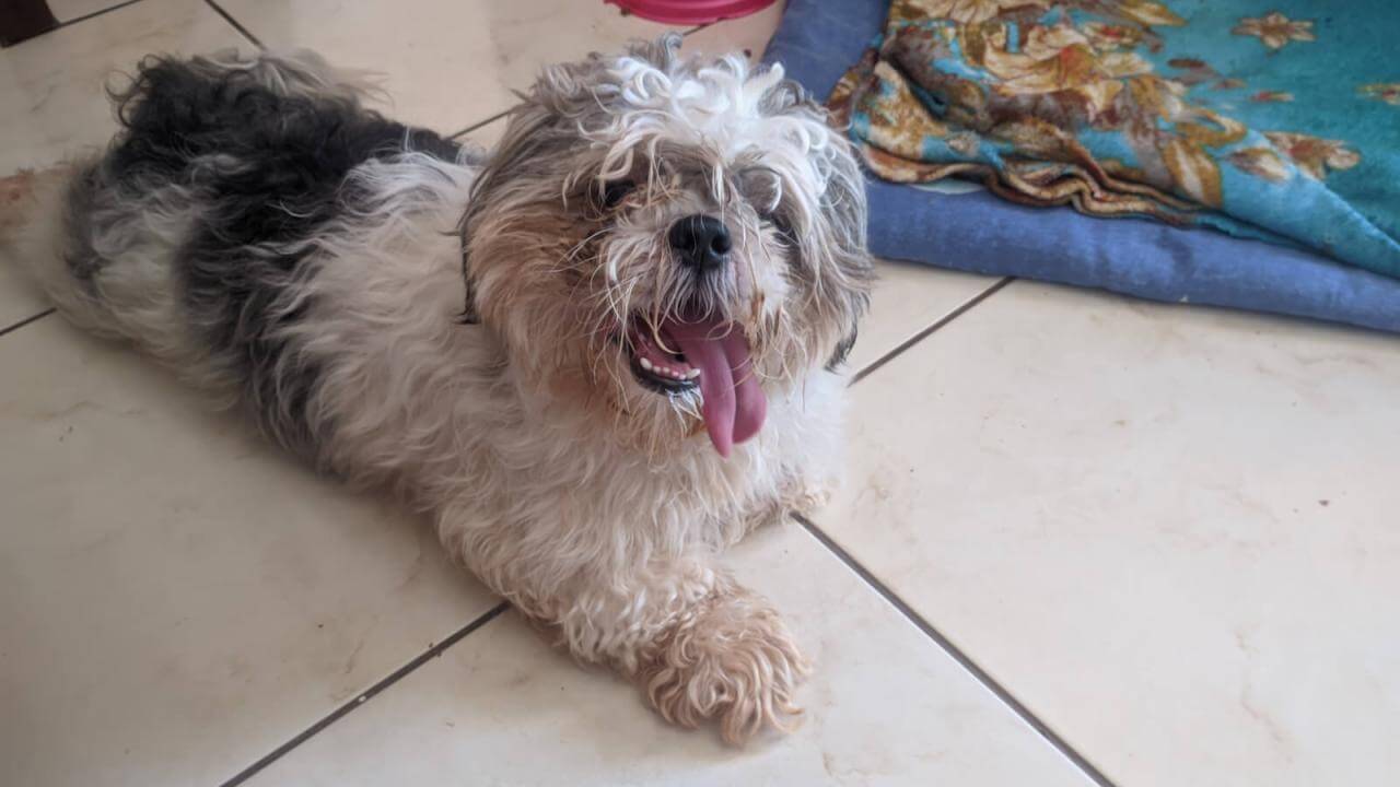 Cachorro é encontrado no bairro Santo Onofre