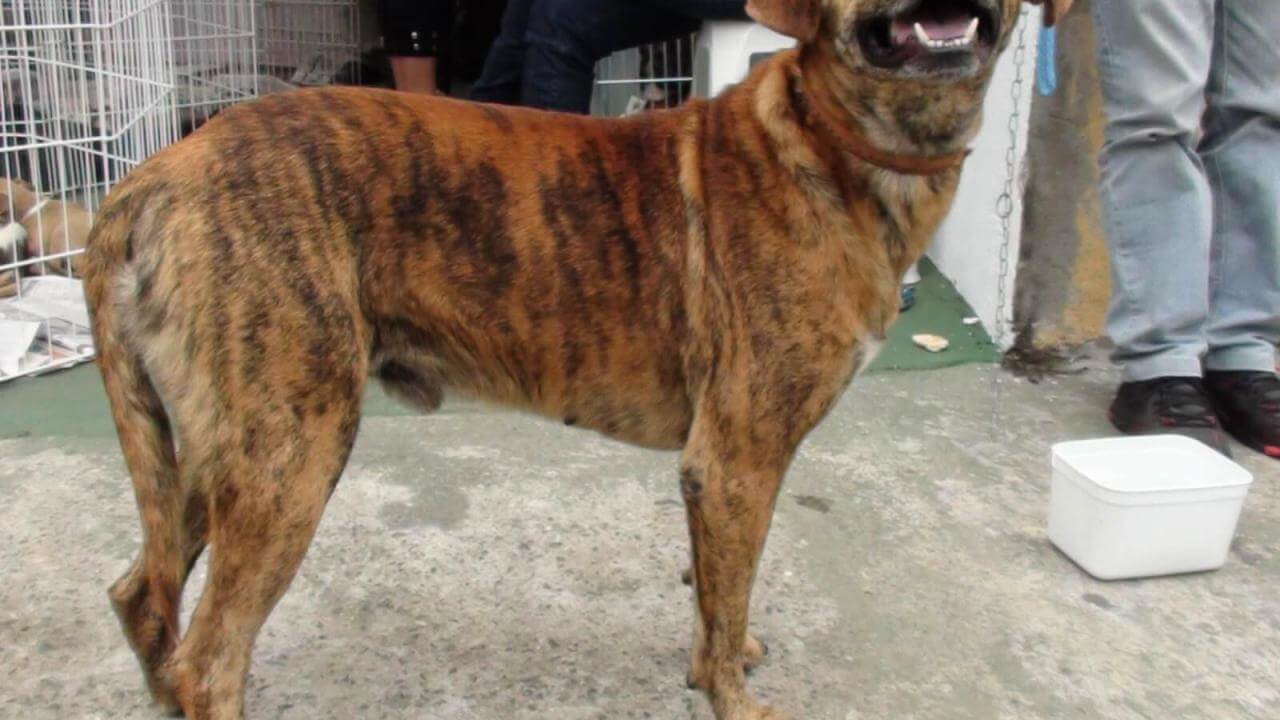 Cachorro Bilbo desapareceu no bairro Santa Cruz