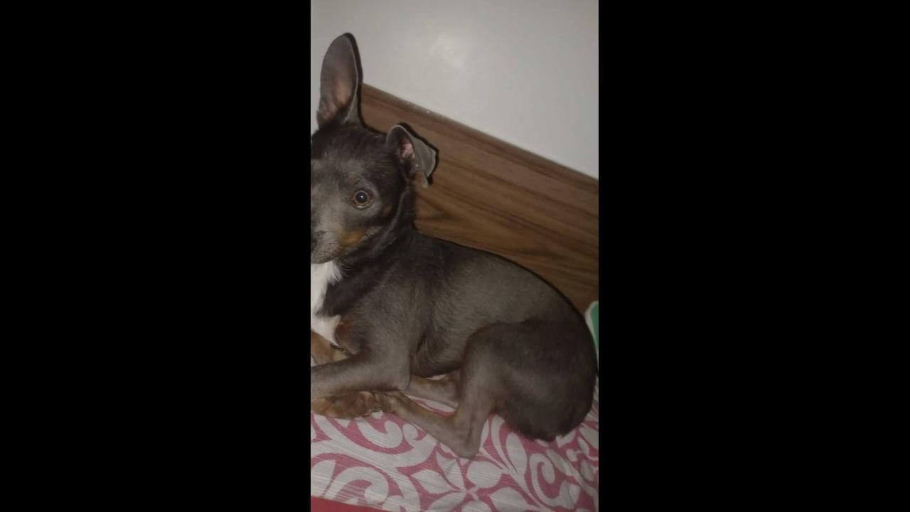 Cachorra Pitoca desapareceu no bairro Jardim Veneza