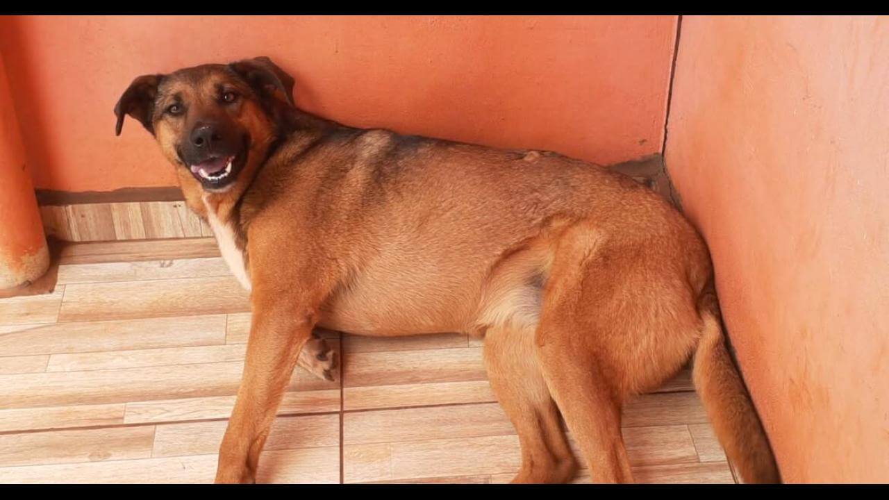 Cachorra Belinha desapareceu no bairro Parque São Paulo