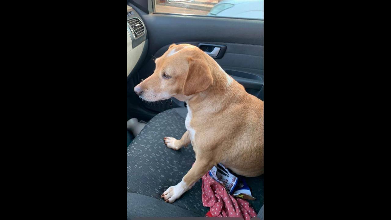 Cachorra Polaca desapareceu no bairro Brasmadeira