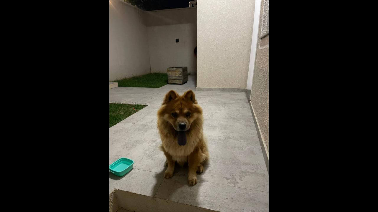 Cachorro é encontrado no bairro Parque Verde