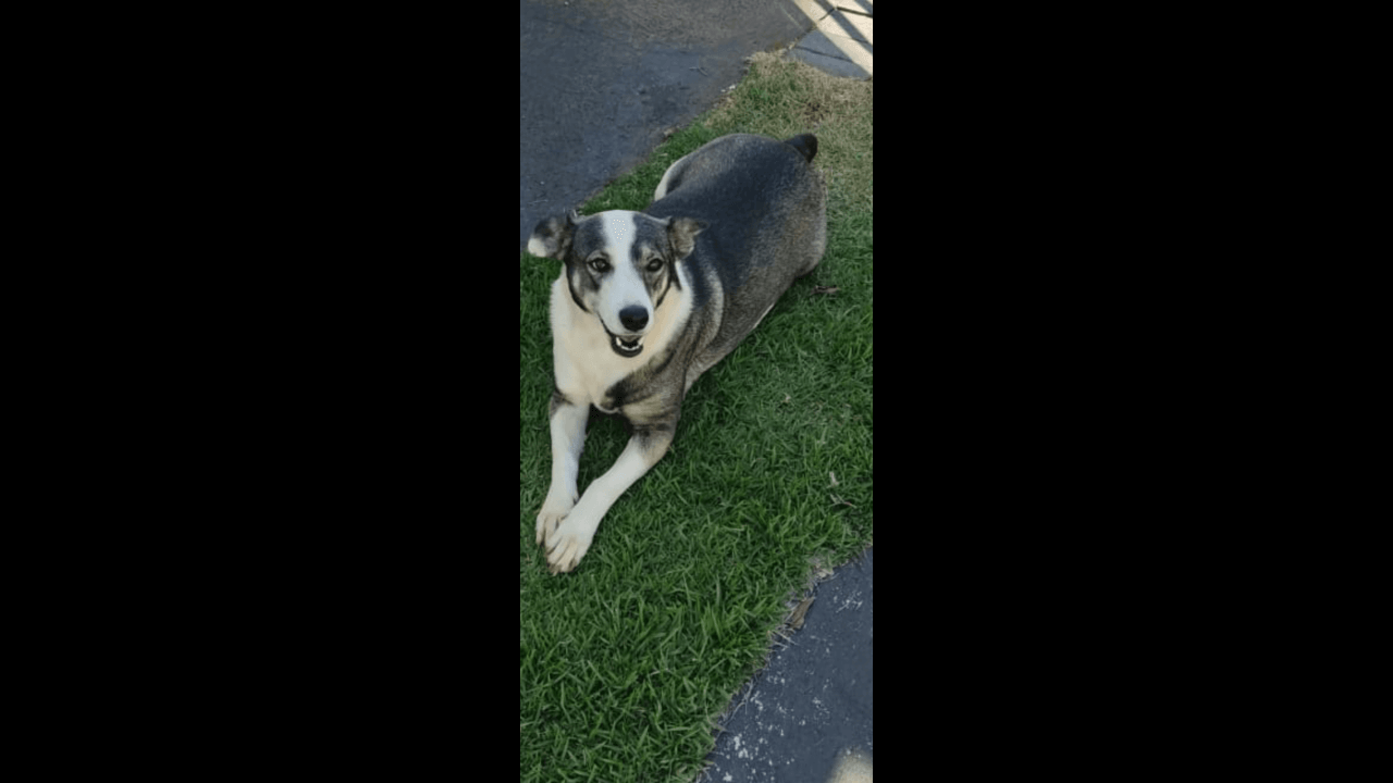 Cachorra Florinda desapareceu no bairro Canadá
