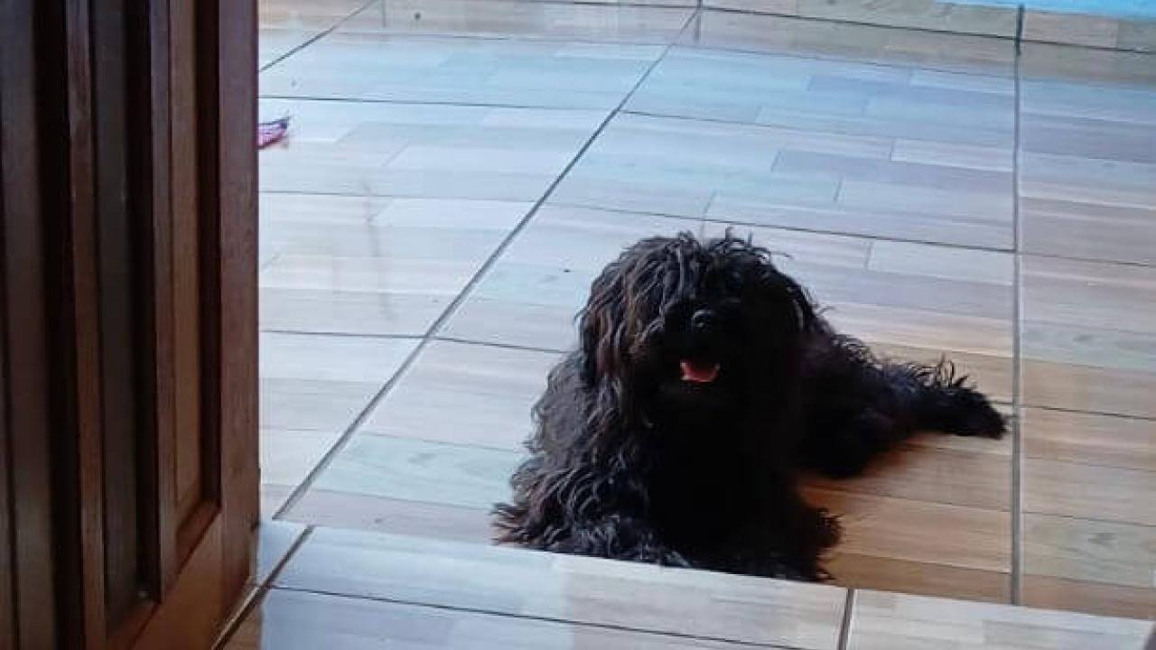 Cachorro é encontrado no bairro Floresta