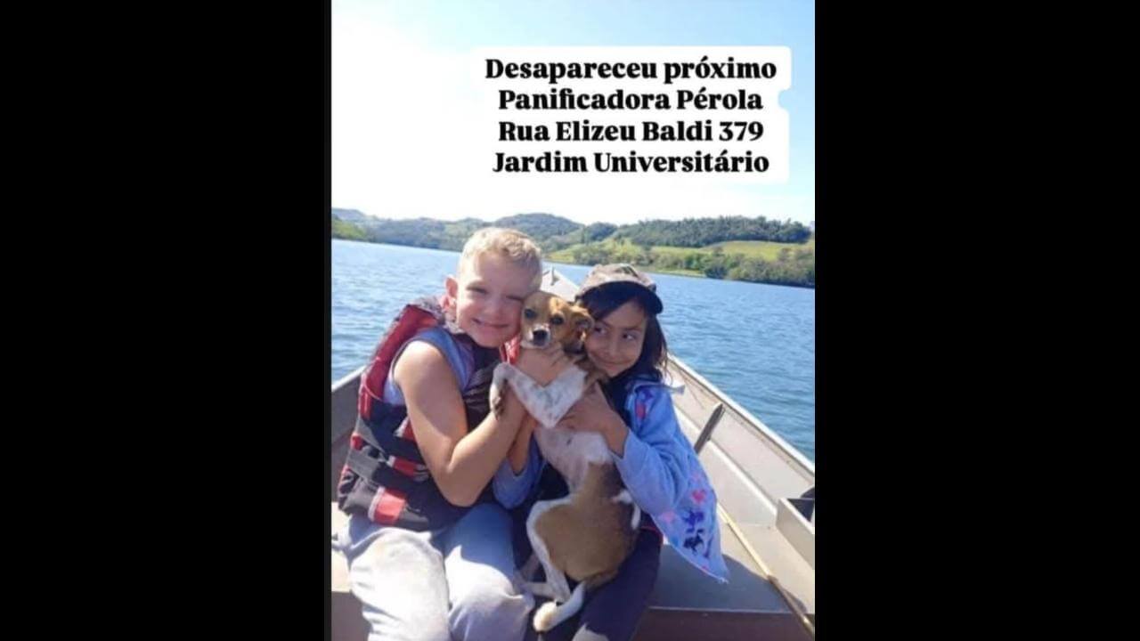 Cachorra Megui desapareceu no bairro Universitário