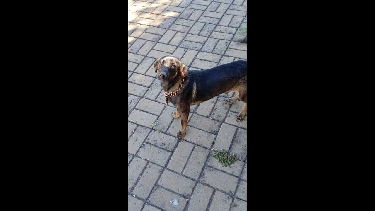 Cachorra é encontrada no bairro Tarumã