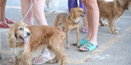 Imagem referente a Animais domésticos terão direito a RG com cadastro nacional