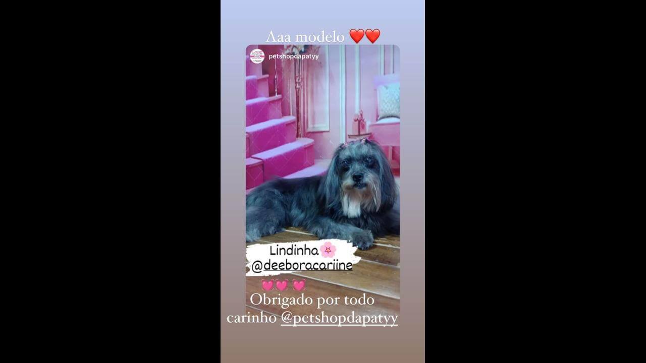 Cachorra Lindinha desapareceu no bairro Interlagos