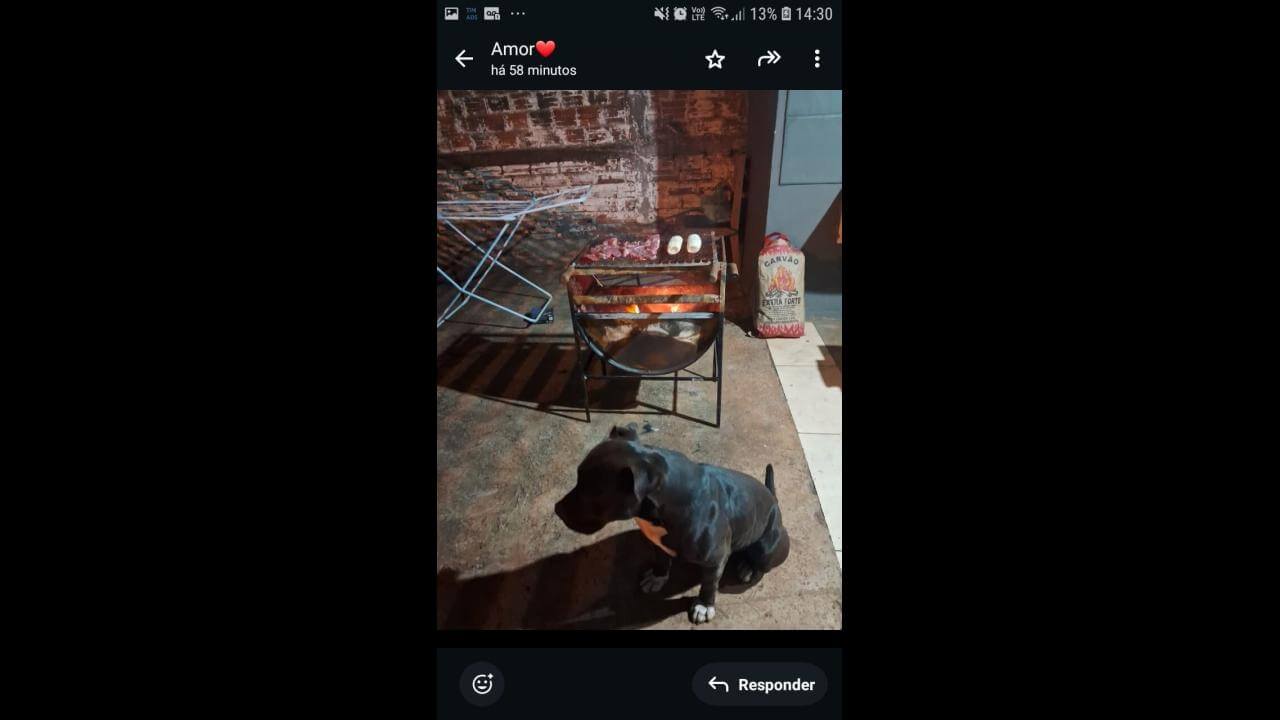 Cachorro Blade desapareceu no bairro Floresta