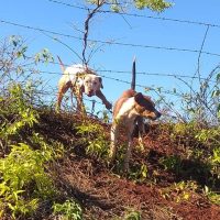 Imagem referente a Cachorro preso em arame farpado aguarda resgate em área rural de Cascavel