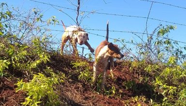 Imagem referente a Cachorro preso em arame farpado aguarda resgate em área rural de Cascavel