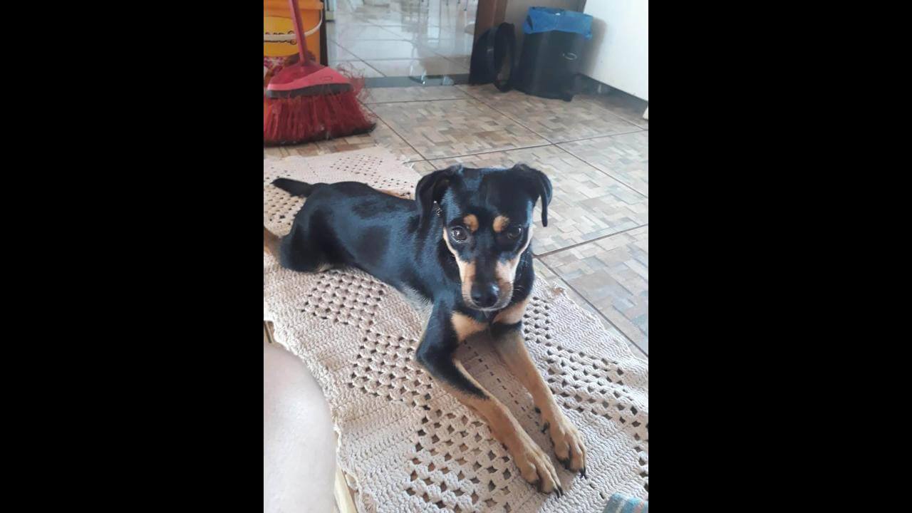 Cachorra Sophia desapareceu no bairro Presidente