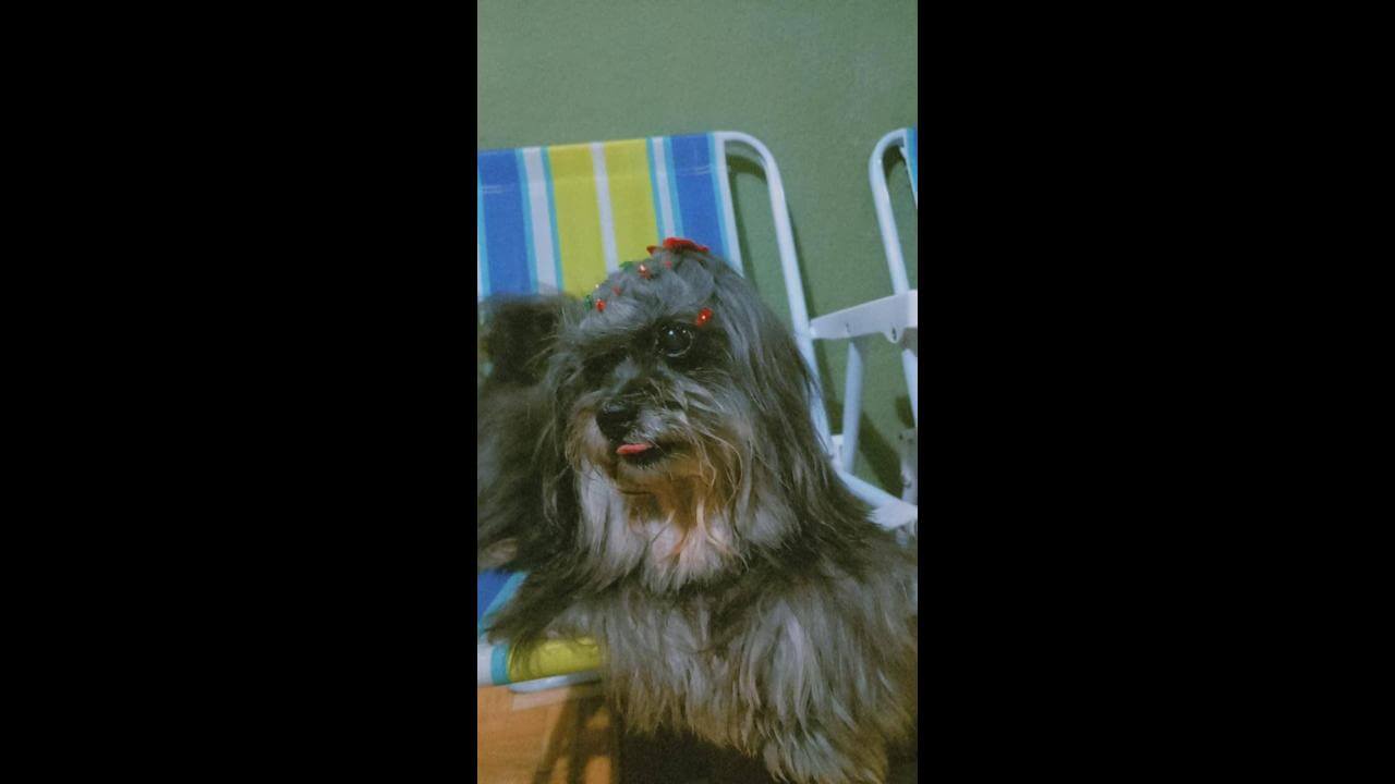 Cachorra Lindinha desapareceu no bairro Interlagos
