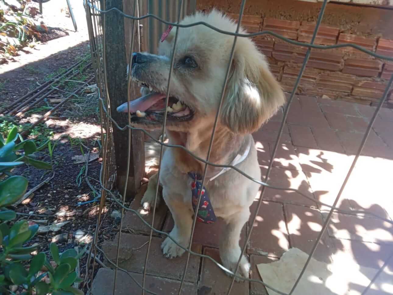 Cachorro é encontrado no bairro Santa Cruz