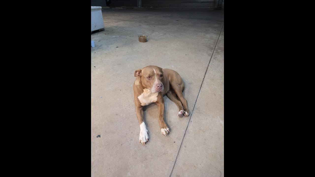 Cachorra é encontrada no bairro Centro
