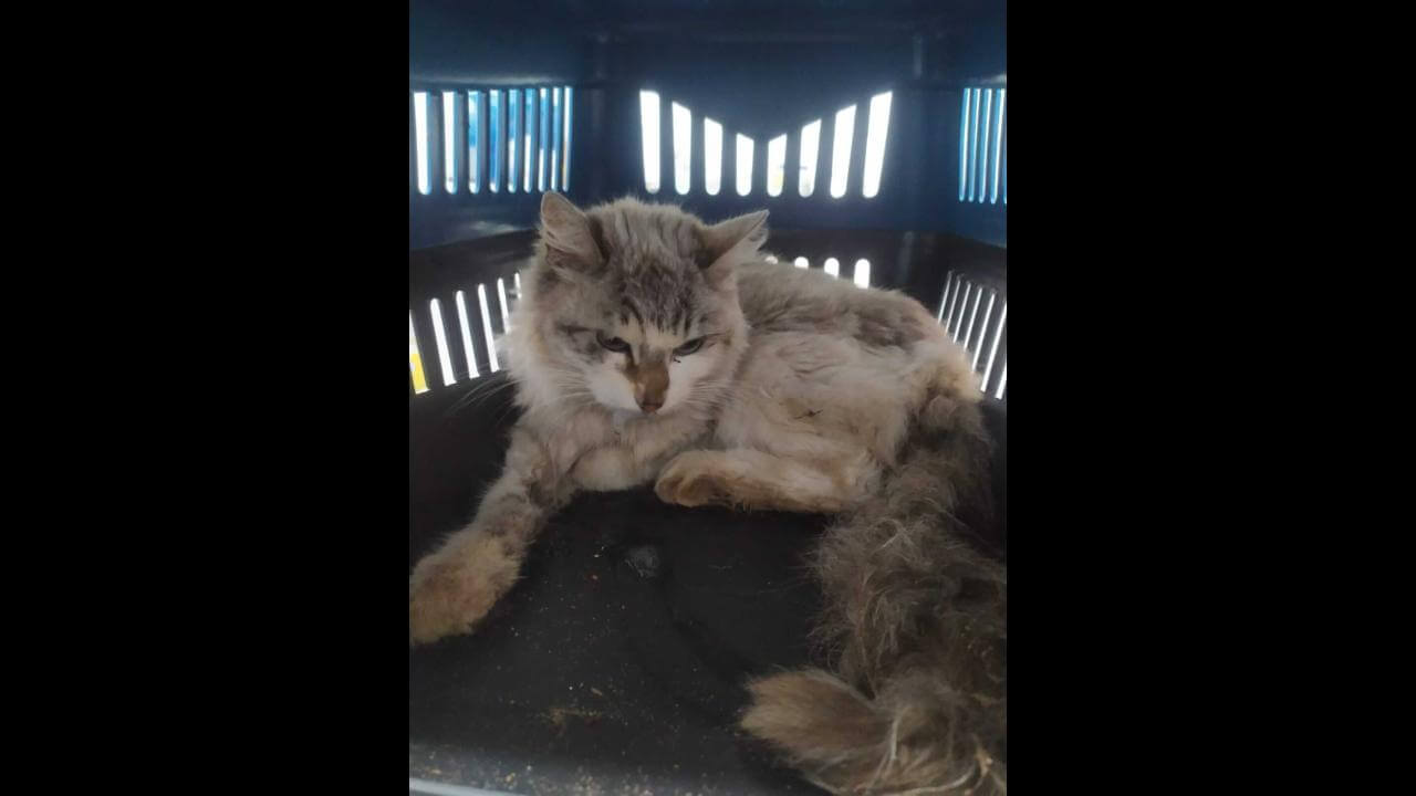 Gata é encontrada no bairro Coqueiral